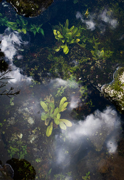 河流水中植物綠植