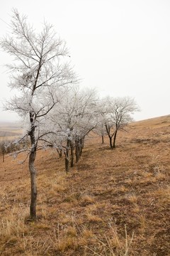 霧凇 霜凍