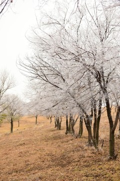 霧凇 霜凍