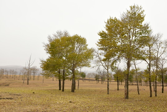 楊樹(shù)