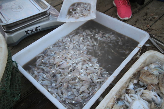 子烏魚