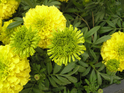 花