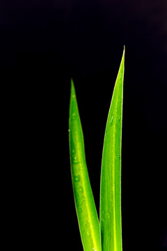 蘭草