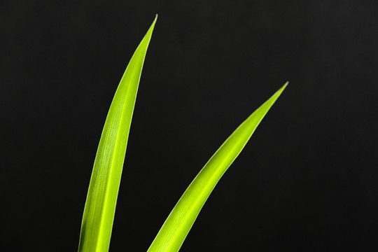 蘭草
