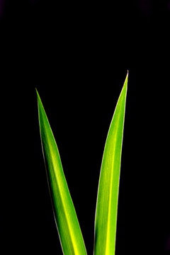 蘭草
