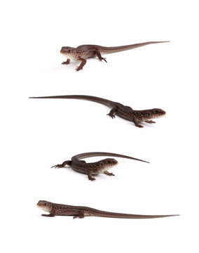 llizards