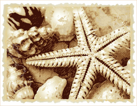 光柵cockshell和海星在碧