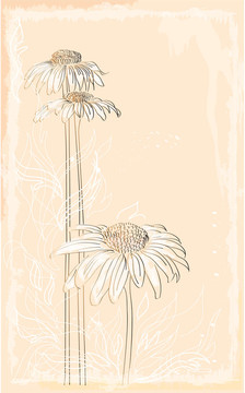 非洲菊的復(fù)古風(fēng)格的花束