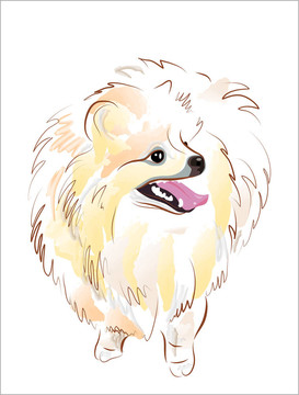 素描Spitz