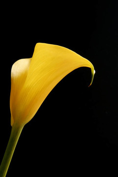 單Yellow Calla Lily