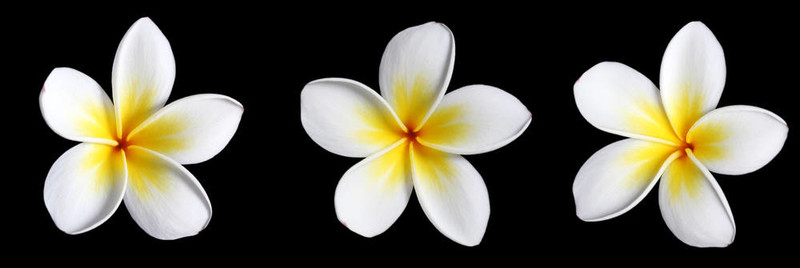 三雞蛋花黑