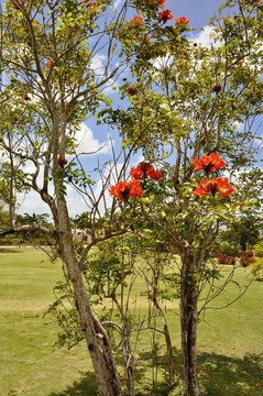 關(guān)島花卉樹