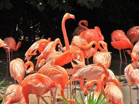 粉紅色的火烈鳥