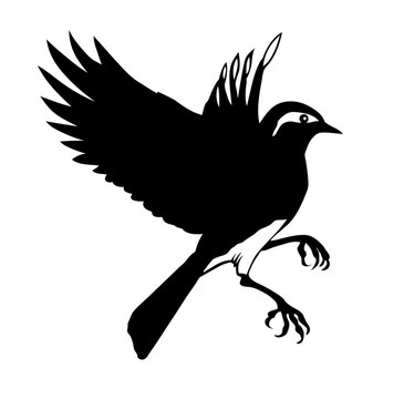 白色背景下小鳥(niǎo)的剪影