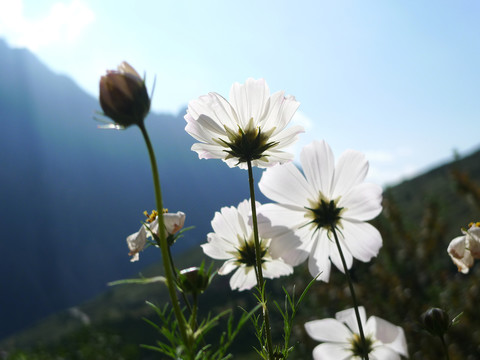 山花爛漫