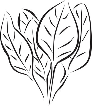 蔬菜