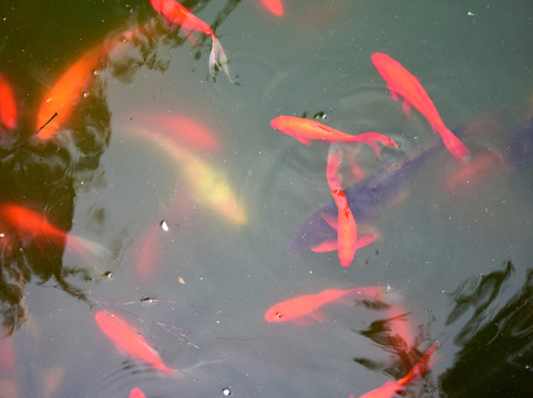 池塘中的魚群
