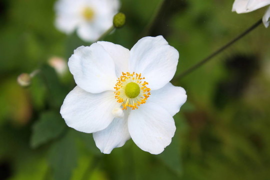 銀蓮花