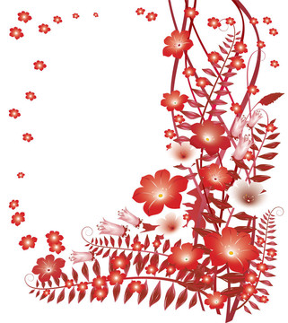 精致的花卉onwhite