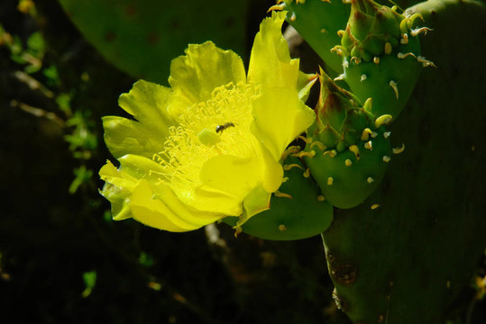 開(kāi)放的仙人掌花與黃色花瓣。小蜜蜂在花的雄蕊的中心。黑暗的背景。水平圖像。