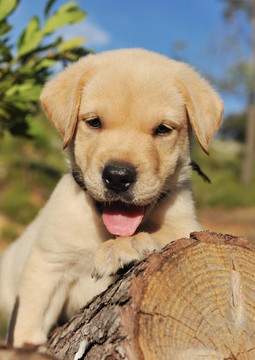 小狗拉布拉多獵犬