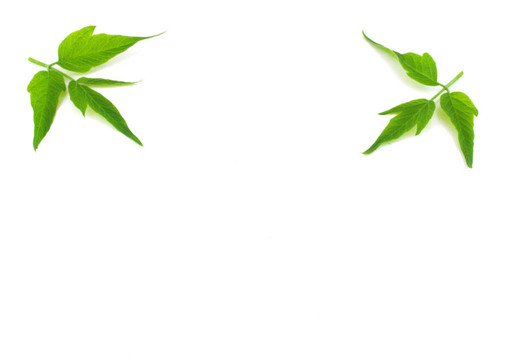 兩枝帶綠葉的小枝