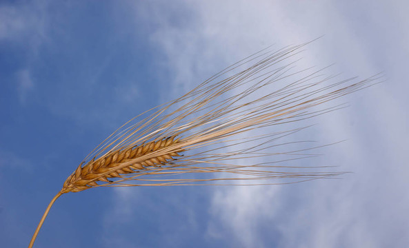 金色的谷物，藍色的天空