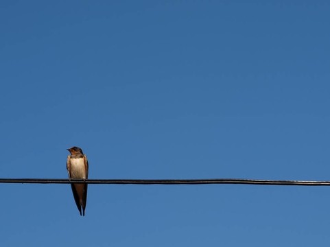 電線上的鳥
