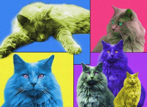 popart貓