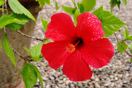 芙蓉10
