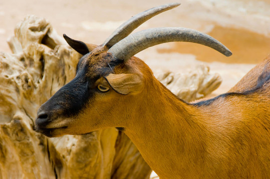 由淺棕色墻Brown Goatr站