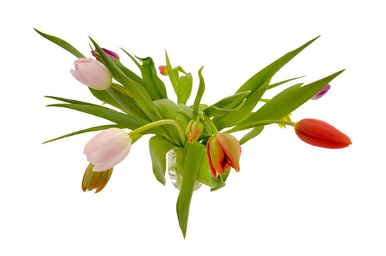 白色背景上的郁金香花