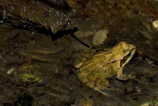 常見的蛙（Rana temporaria）