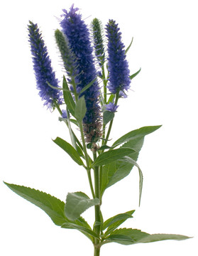 維羅妮卡花穗