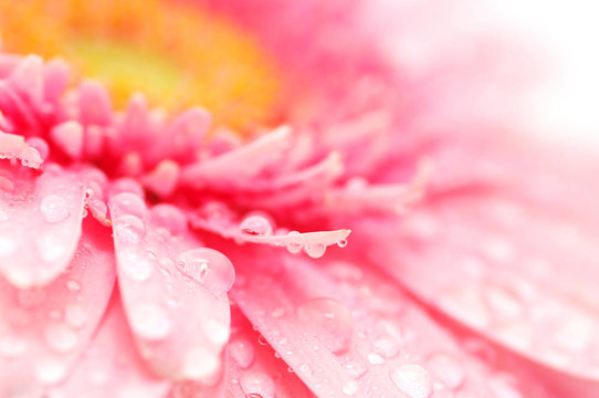 粉色非洲菊