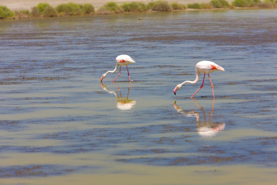 火烈鳥；公園區(qū)域de Camargue；普羅旺斯；法國(guó)