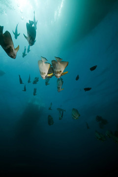 在thistlegorm破壞Spadefish。