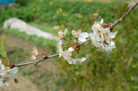 櫻桃樹