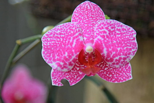 蘭花