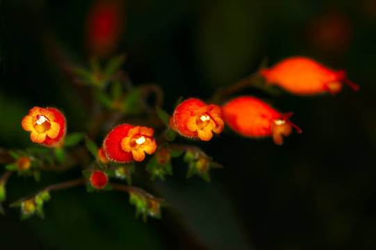熱帶花卉