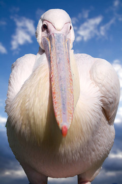 Great White Pelican（lat. Pelecanus onocrotalus）