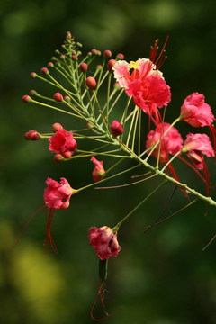 熱帶花卉Sanjay甘地公園孟買；印度