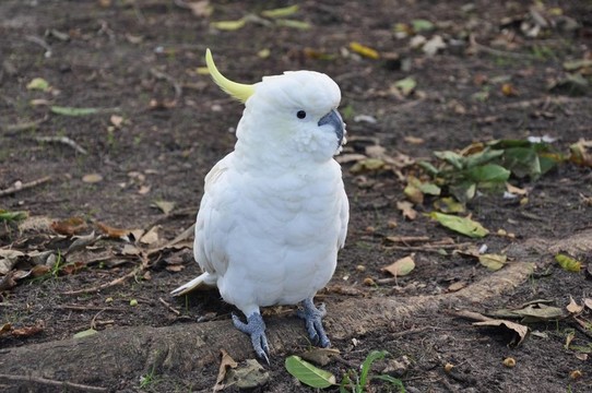 葵花鳳頭鸚鵡