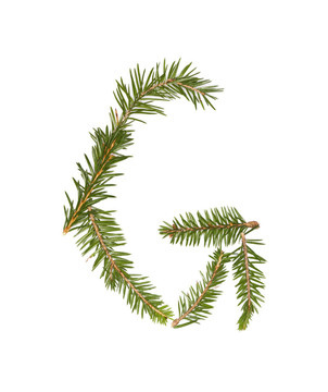 云杉樹枝形成字母G