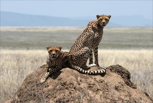 兩只獵豹。