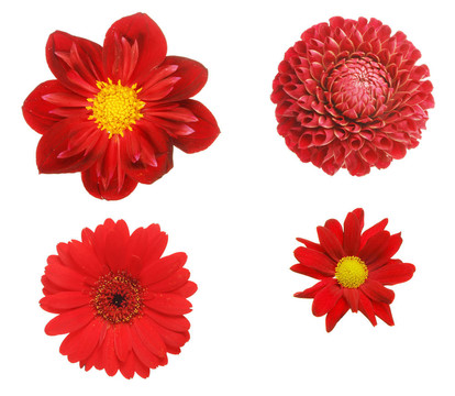四紅色的花