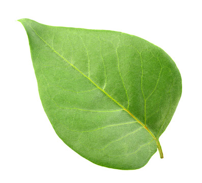 一個(gè)綠色的葉