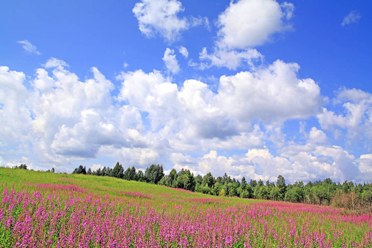 田野上的丁香花