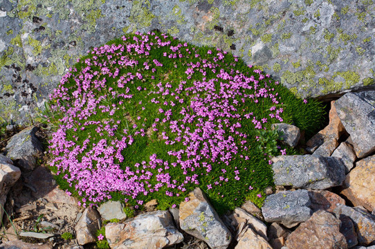 Moss Campion高山野花