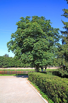 在公園的樹